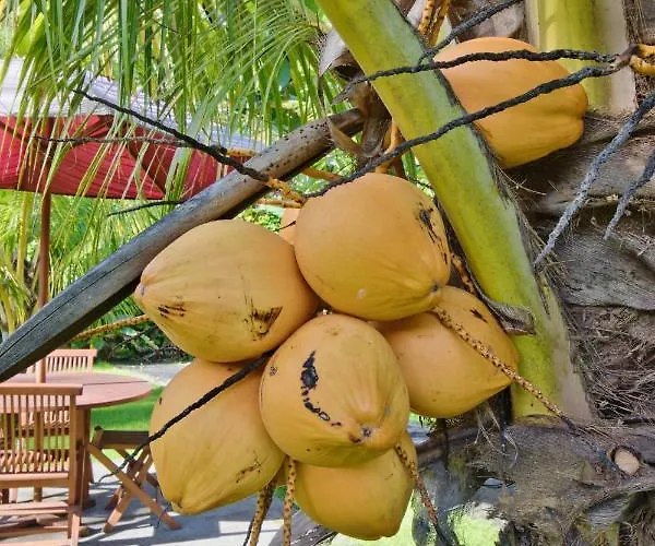 Puri Yalus *